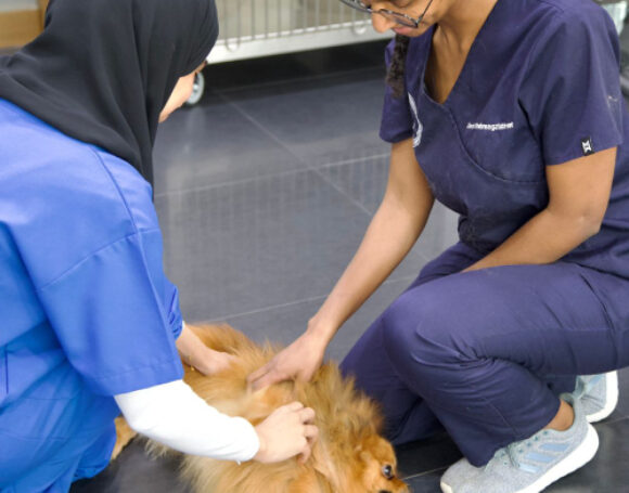 Interns 1 Veterinary Treatment Dubai