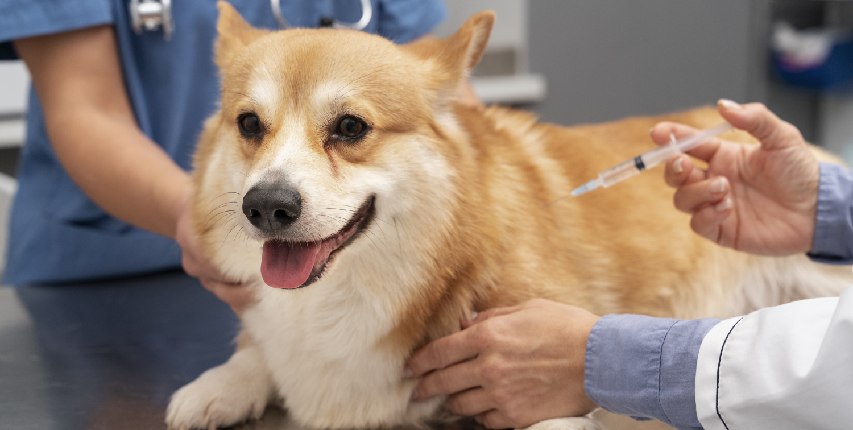 Vacination pet Veterinary Treatment Dubai