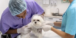 surgical care 1 Veterinary Treatment Dubai