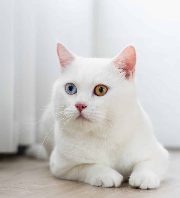 white cat Veterinary Treatment Dubai