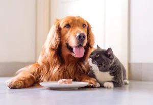 3 Have a list of the best foods for pets Veterinary Treatment Dubai
