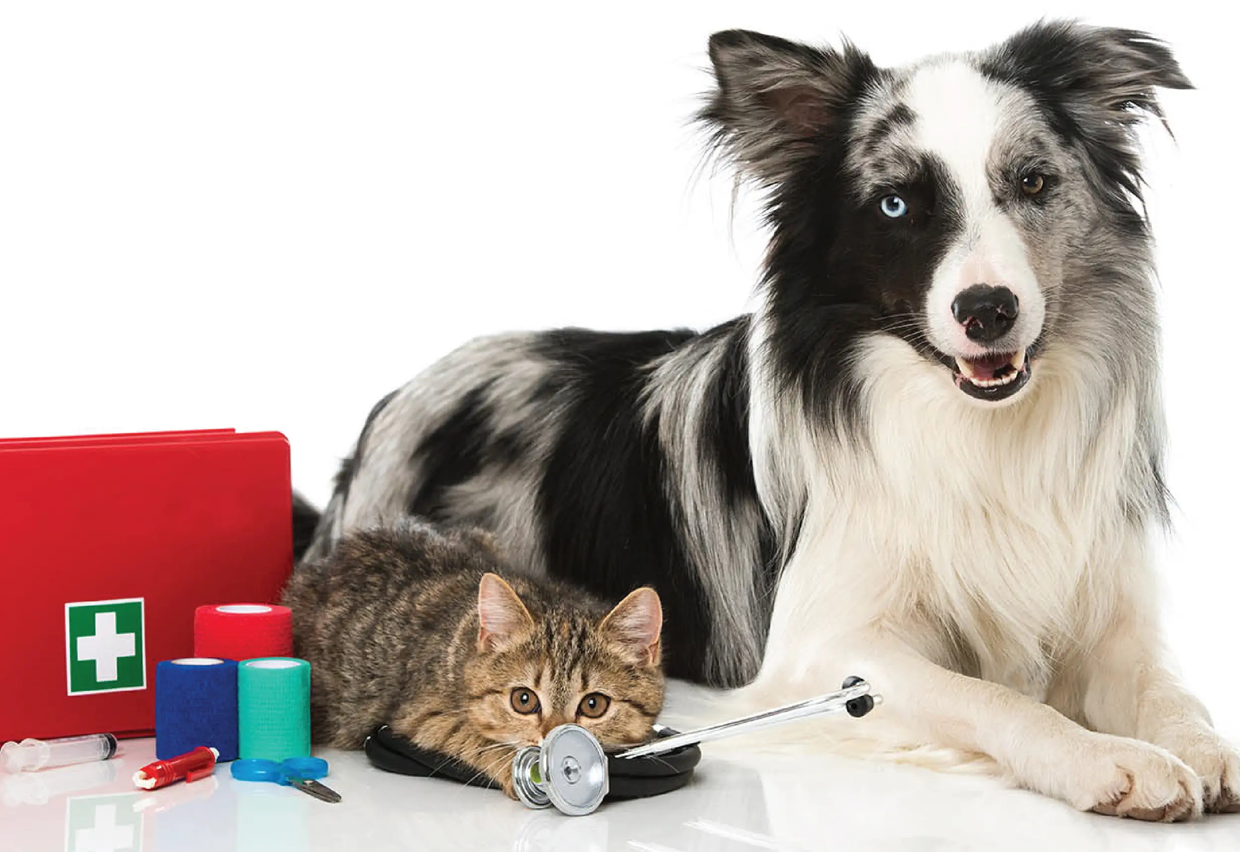7 Give a run through of first aid for pets Veterinary Treatment Dubai