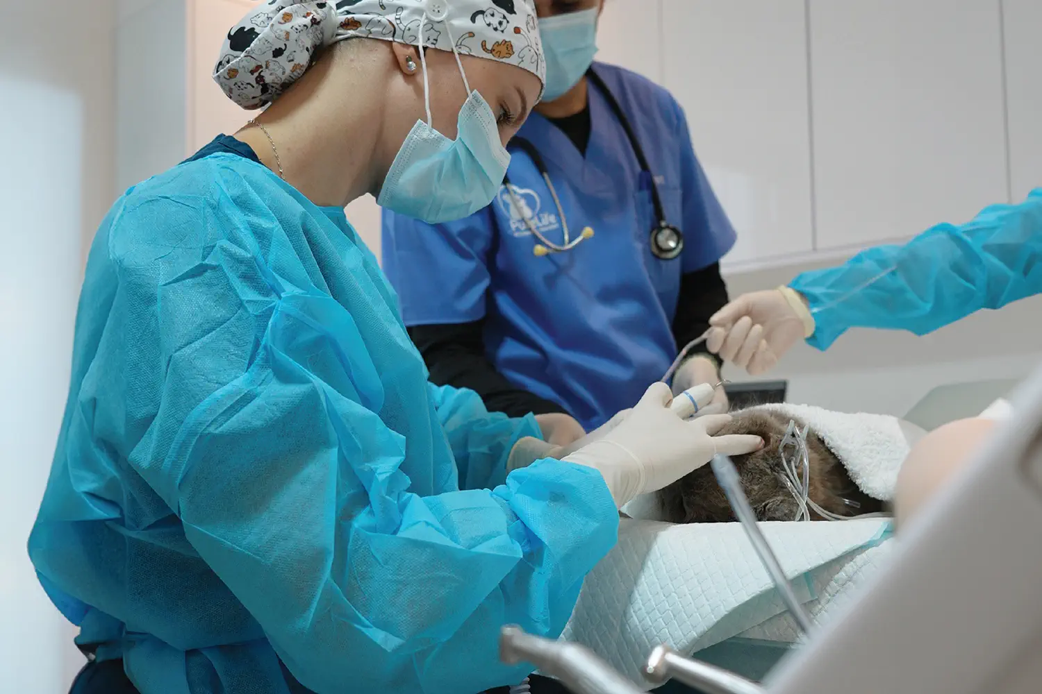 Dental Care Teeth Cleaning Exams 1 Veterinary Treatment Dubai