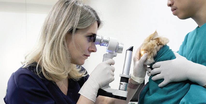 Ophthalmology Veterinary Treatment Dubai