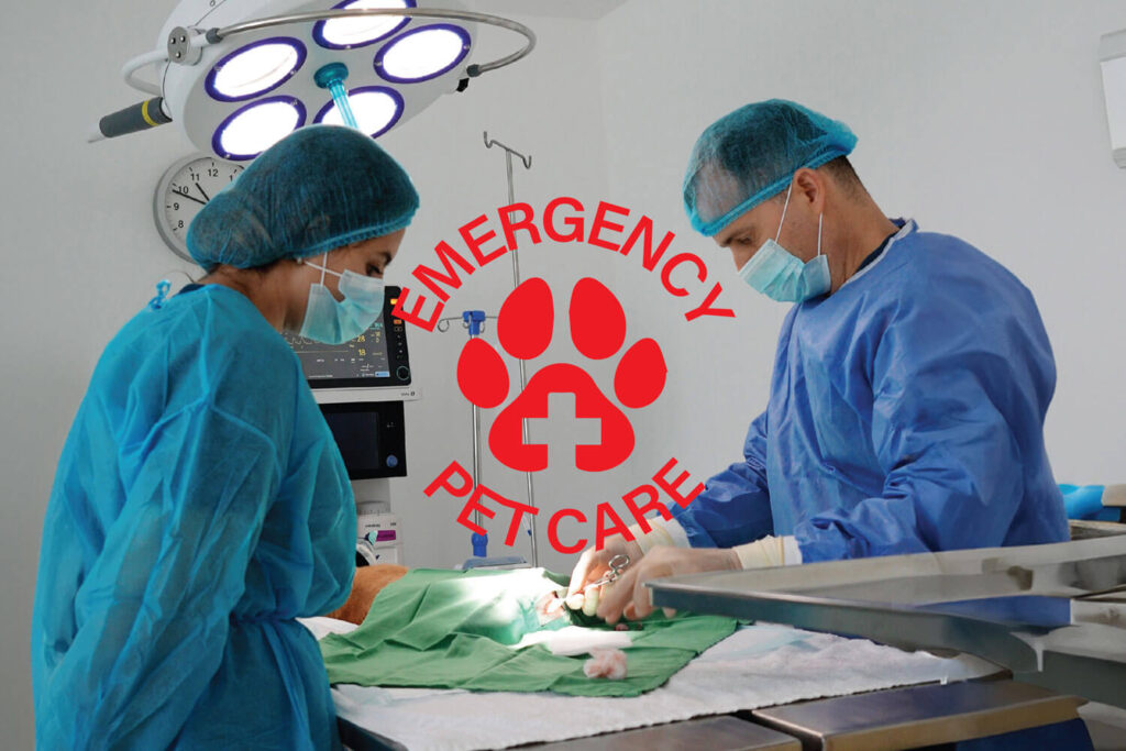 Emergency Care 1920X1080 Veterinary Treatment Dubai