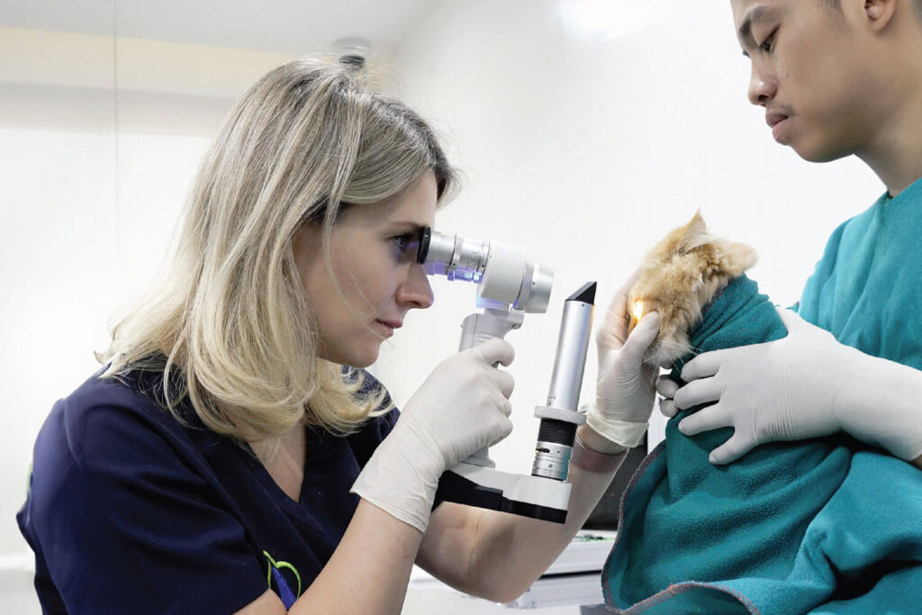 Ophthalmology Veterinary Treatment Dubai