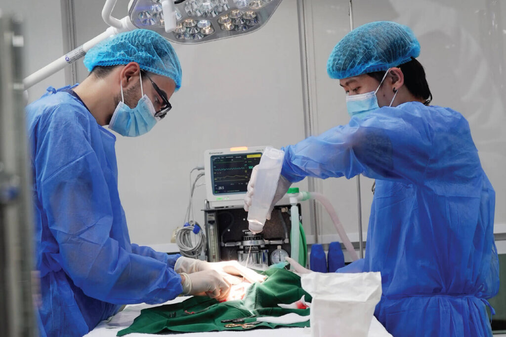 Surgical Care Veterinary Treatment Dubai
