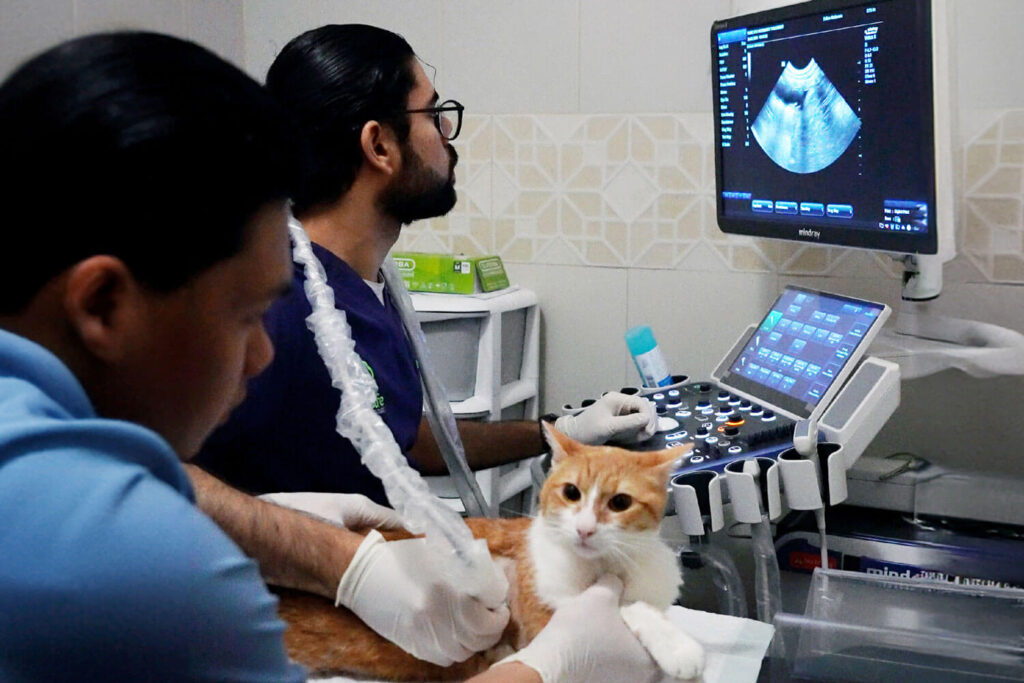 Veterinary Ultrasound 1920X1080 Veterinary Treatment Dubai