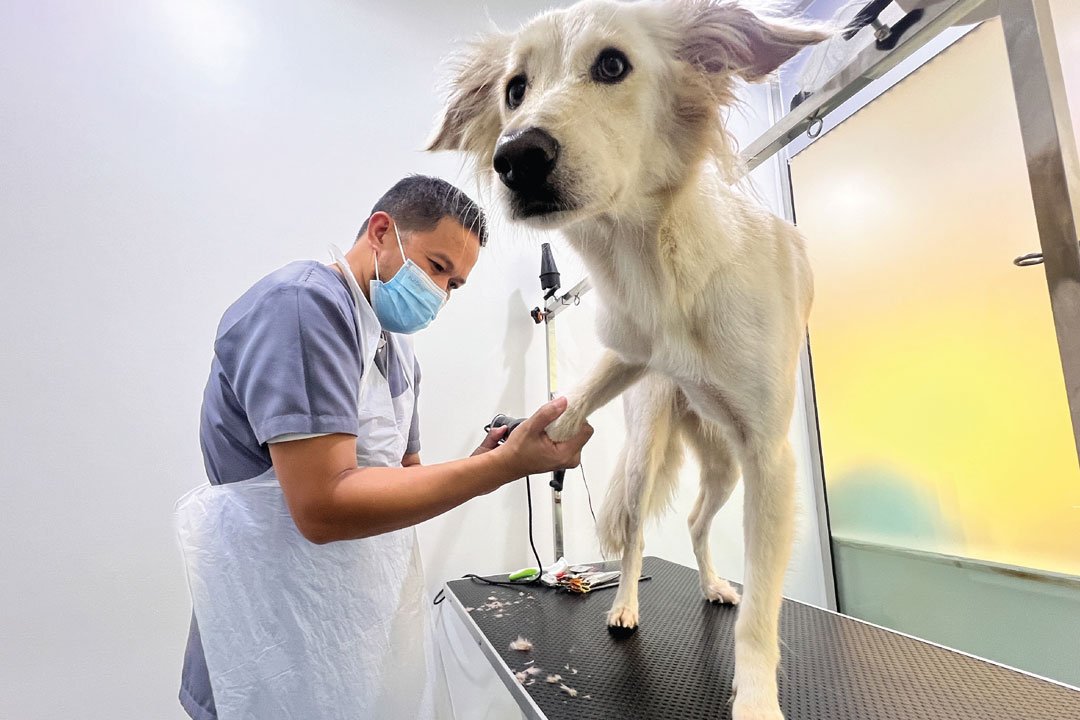 Grooming Services 1 Veterinary Treatment Dubai