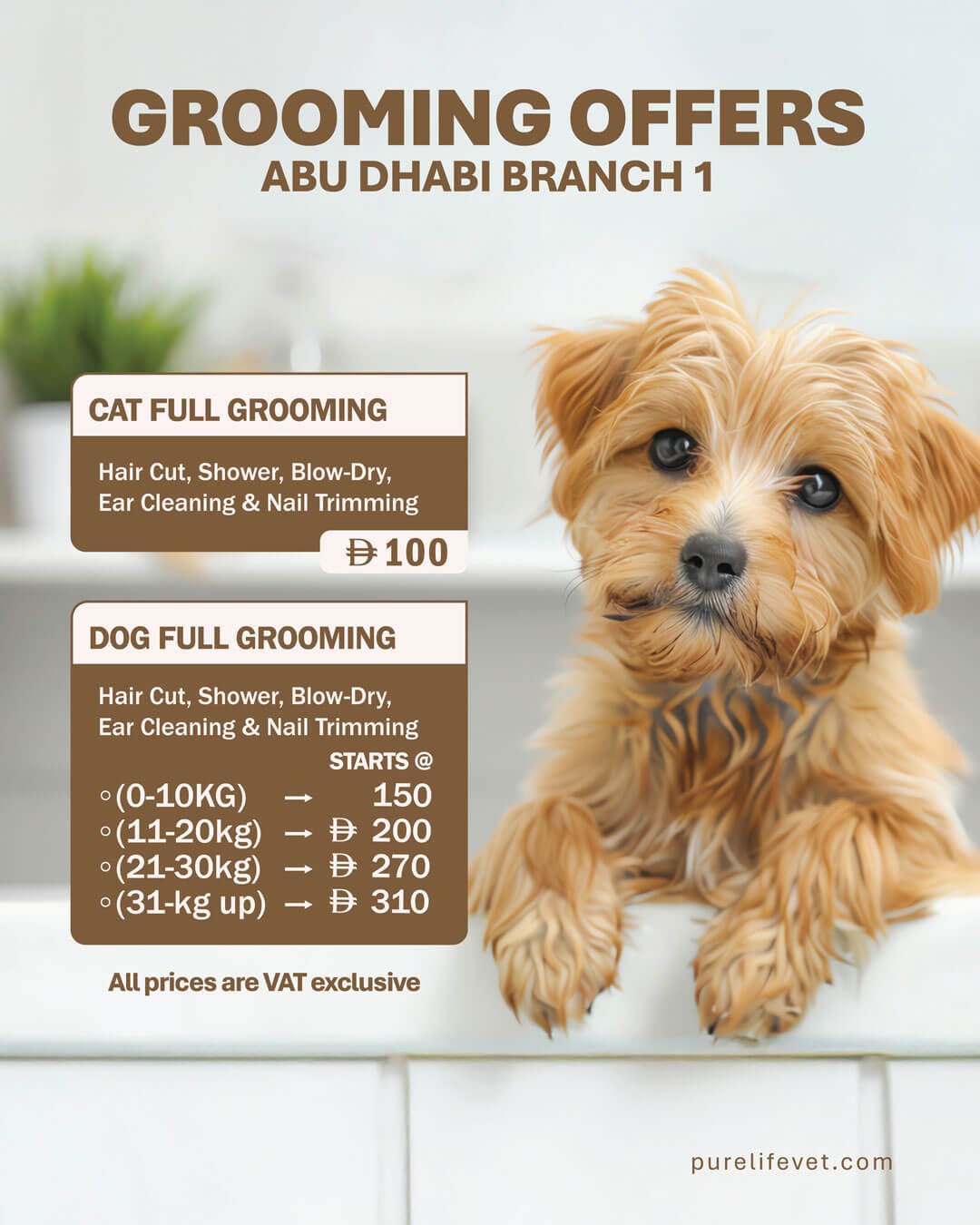 PLVT November Offer 02 Veterinary Treatment Dubai