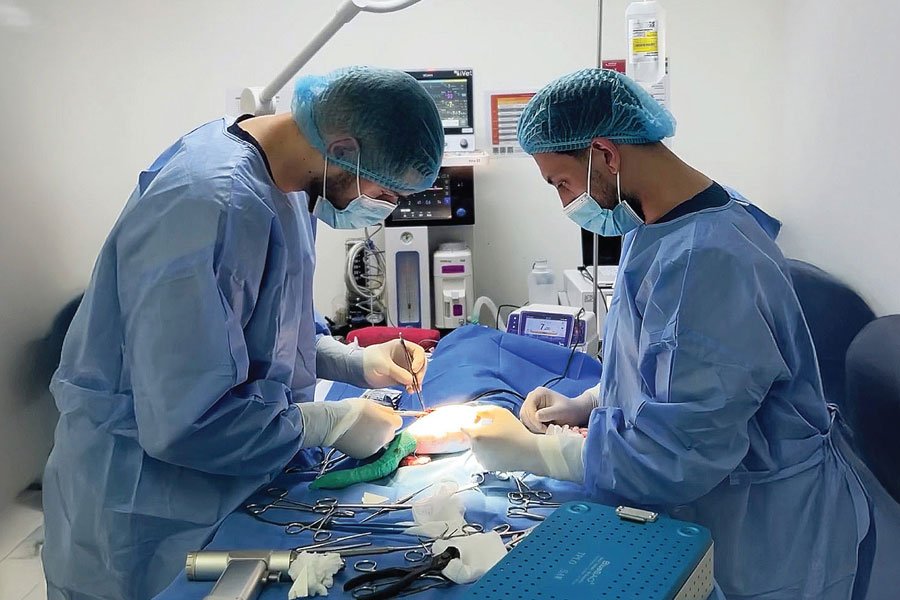 10 Emergency CareServices 1 Veterinary Treatment Dubai