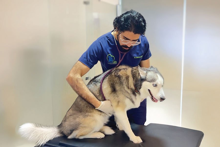 3 Cardiology Ultrasound Services 1 Veterinary Treatment Dubai