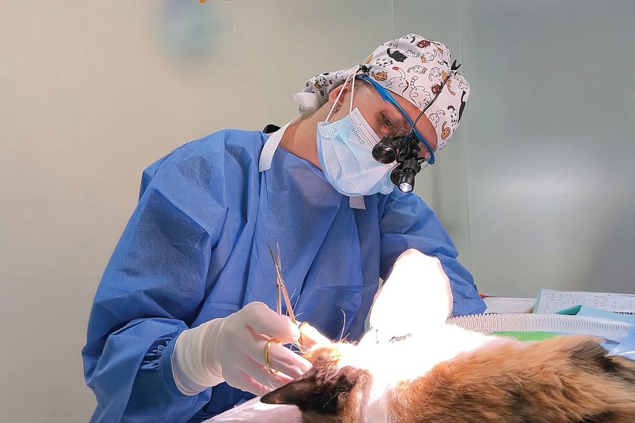 4 Dental CareTeeth CleaningServices 1 Veterinary Treatment Dubai