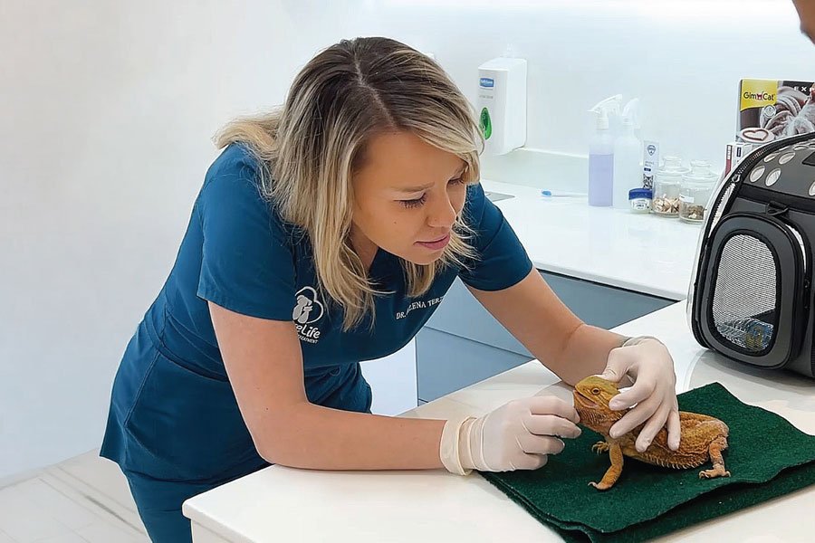 7 Exotic AnimalsServices 1 Veterinary Treatment Dubai