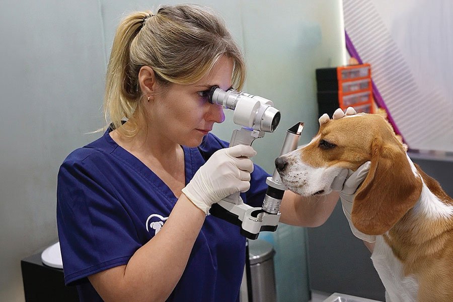 8 OphthalmologyServices 1 Veterinary Treatment Dubai